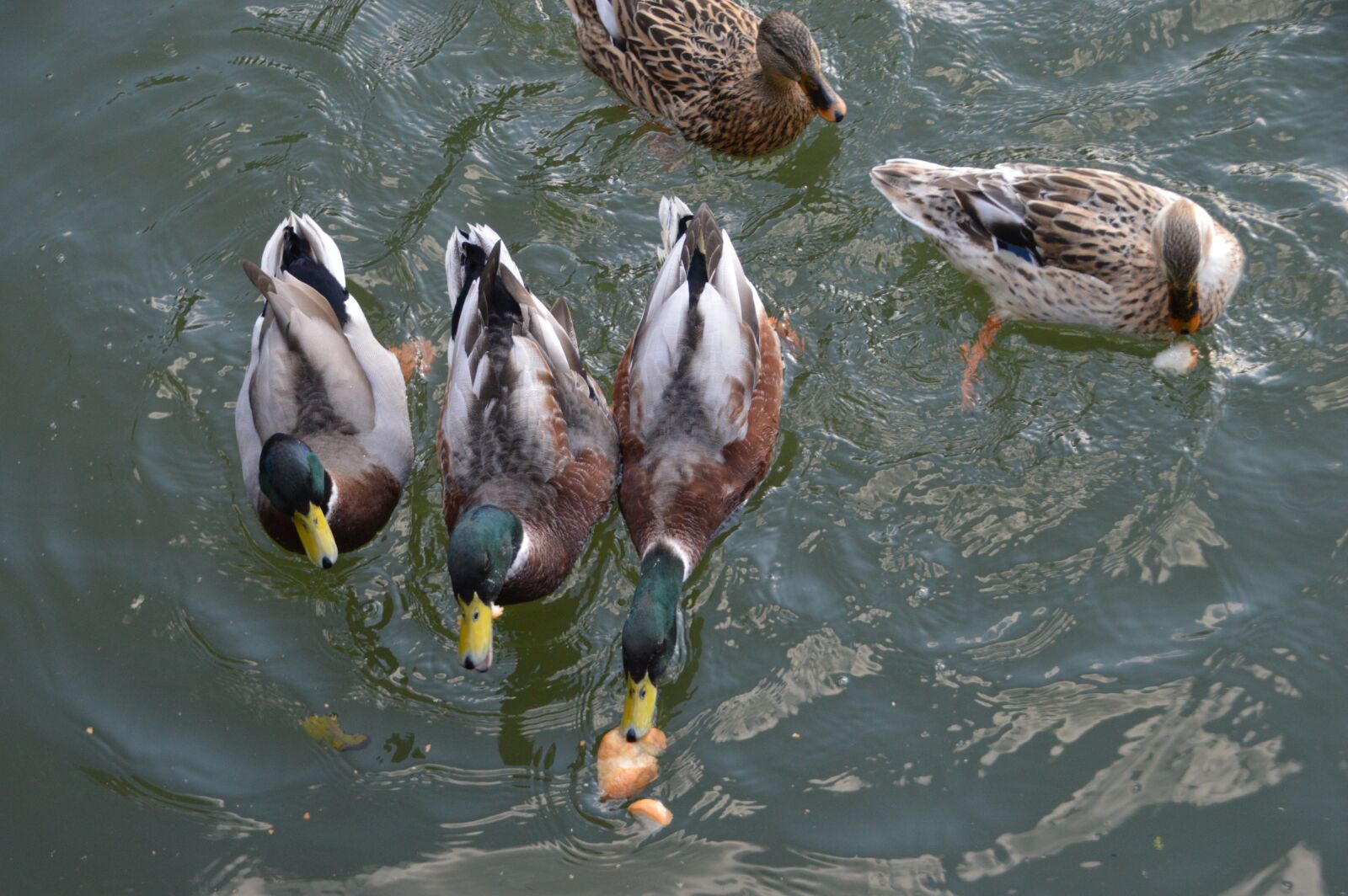 Nikon D3200 sample photo. Duck, plumage, lake photography