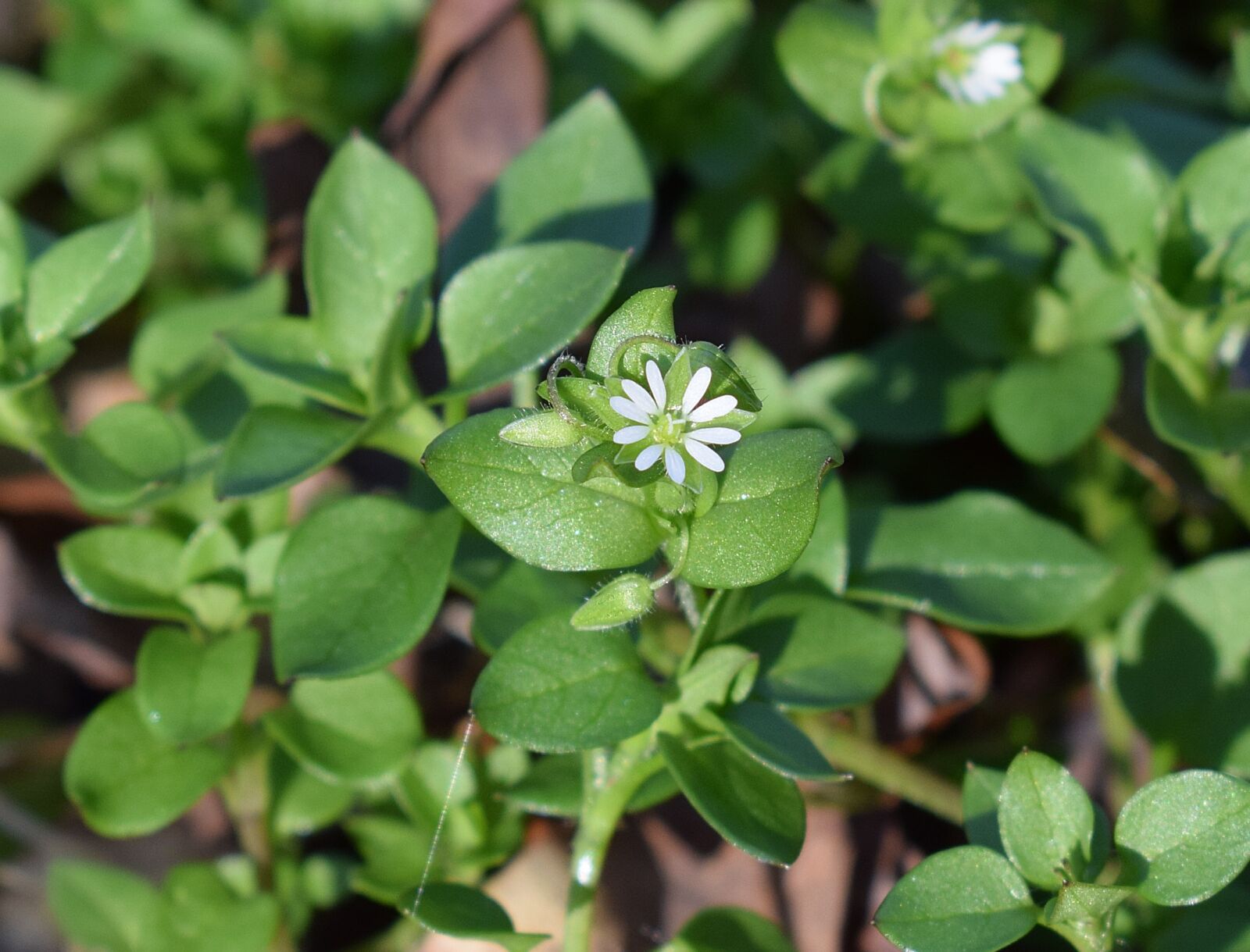 Nikon D3300 sample photo. Tiny white flower, chickweed photography