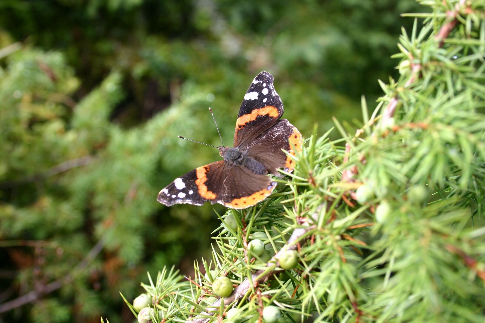 Canon EOS 300D (EOS Digital Rebel / EOS Kiss Digital) sample photo. Butterfly, macro, nature photography