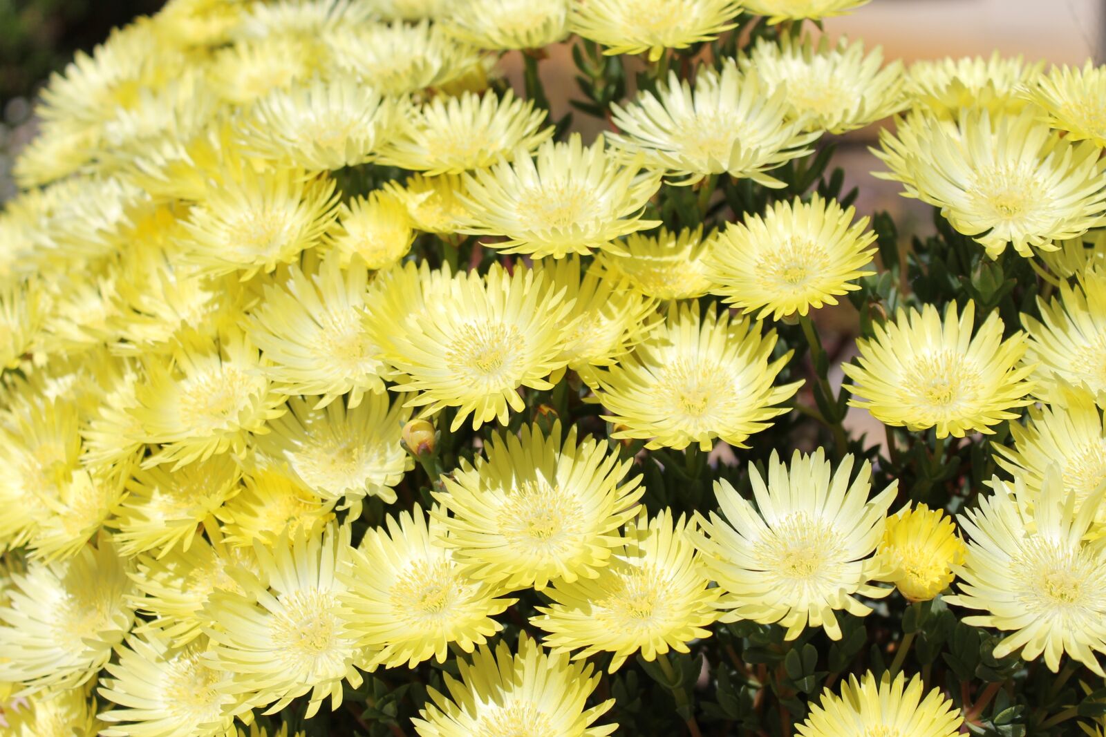 Canon EOS 1100D (EOS Rebel T3 / EOS Kiss X50) sample photo. Flora, garden, flower photography