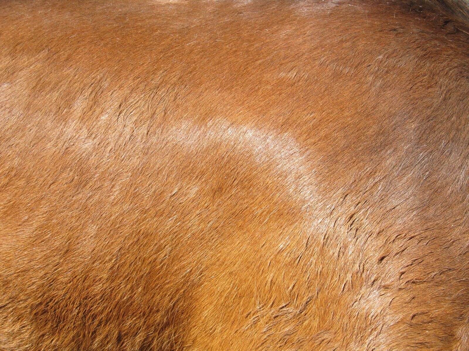 Canon PowerShot SX130 IS sample photo. Horse hide, flesh, coat photography