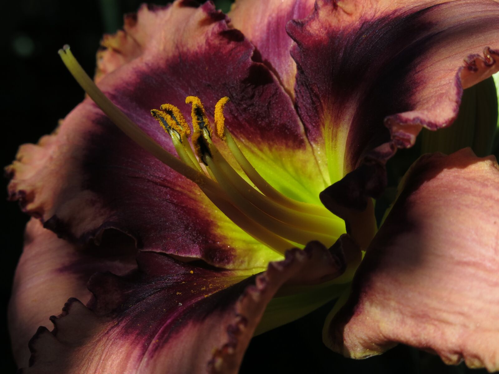 Canon PowerShot G15 sample photo. Daylily, hemerocallis, macbeth photography