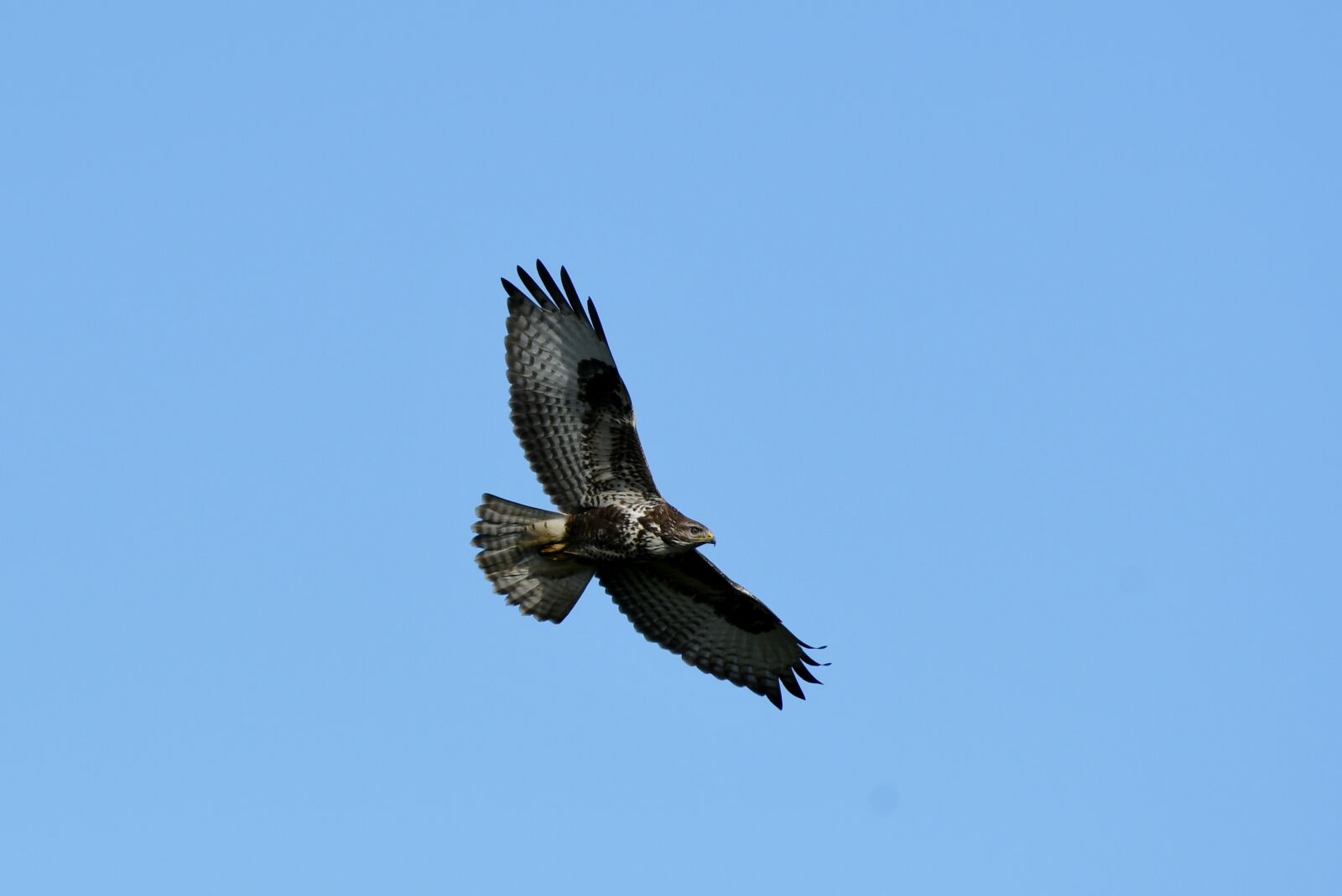 Nikon D500 sample photo. Common buzzard, bird of photography