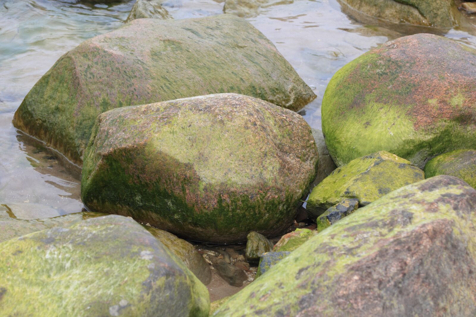 Canon EOS 550D (EOS Rebel T2i / EOS Kiss X4) sample photo. Latvia, kolka, algae photography