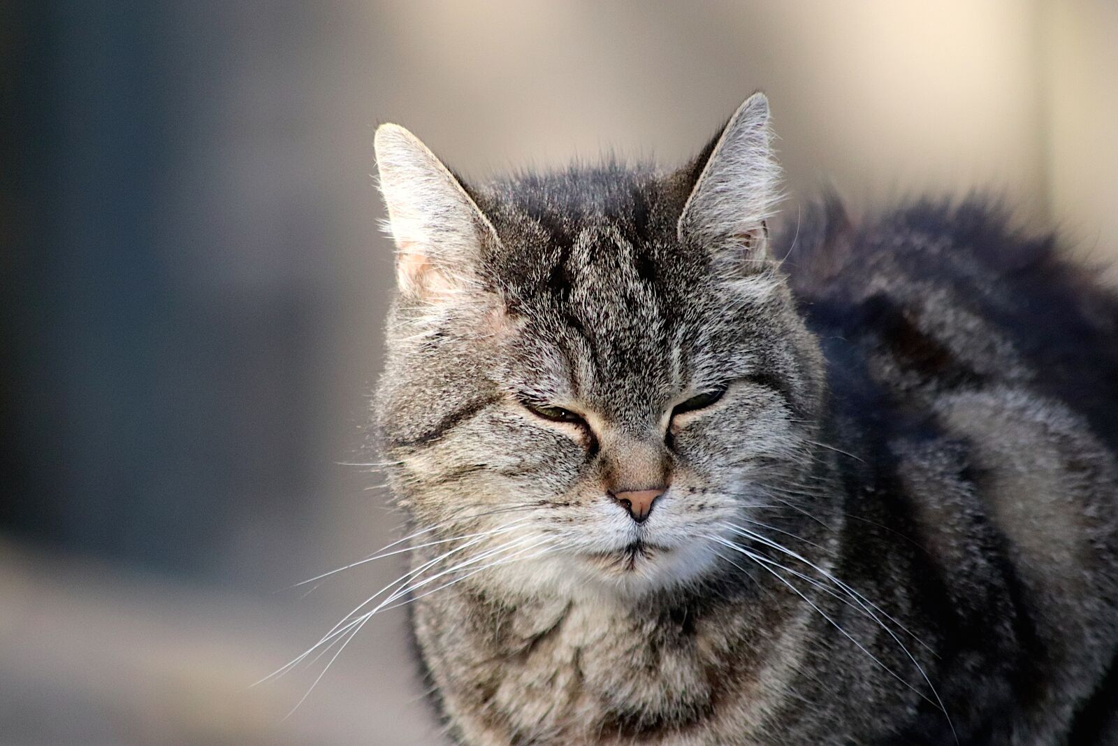 Canon EOS 800D (EOS Rebel T7i / EOS Kiss X9i) sample photo. Cats, felines, young photography