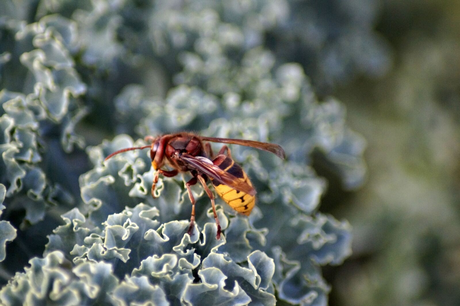 Sony SLT-A58 sample photo. Hornet, vespa crabro, vespidae photography