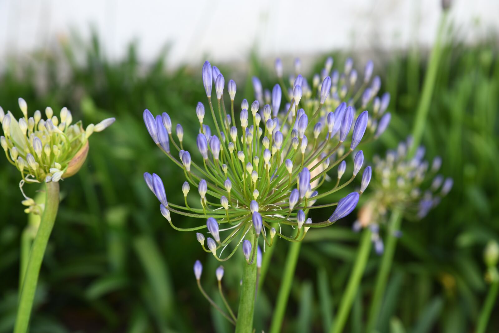 Nikon D850 sample photo. Portugal, flower, plant photography