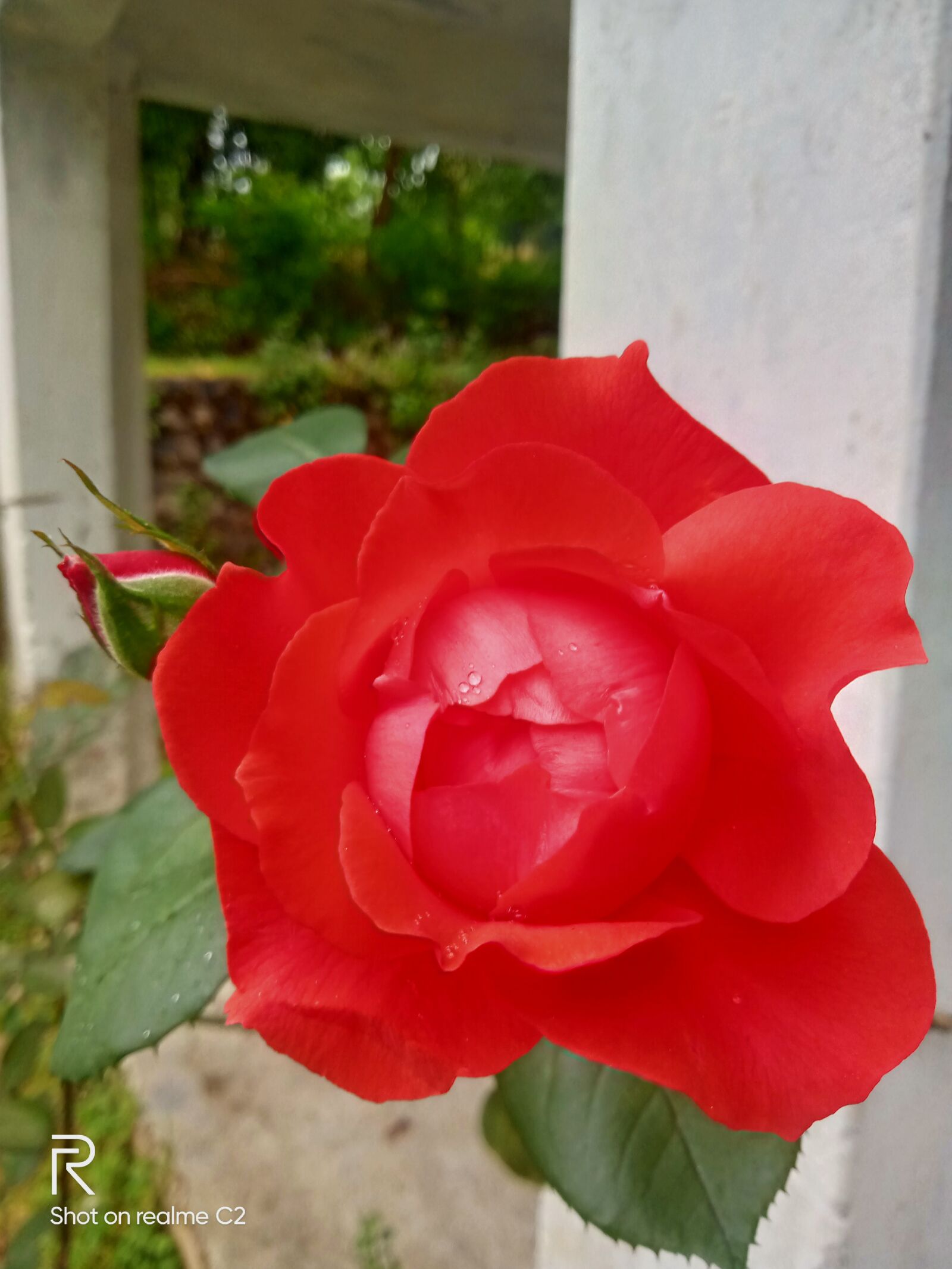 Realme C2 sample photo. Flowers, red, rose photography