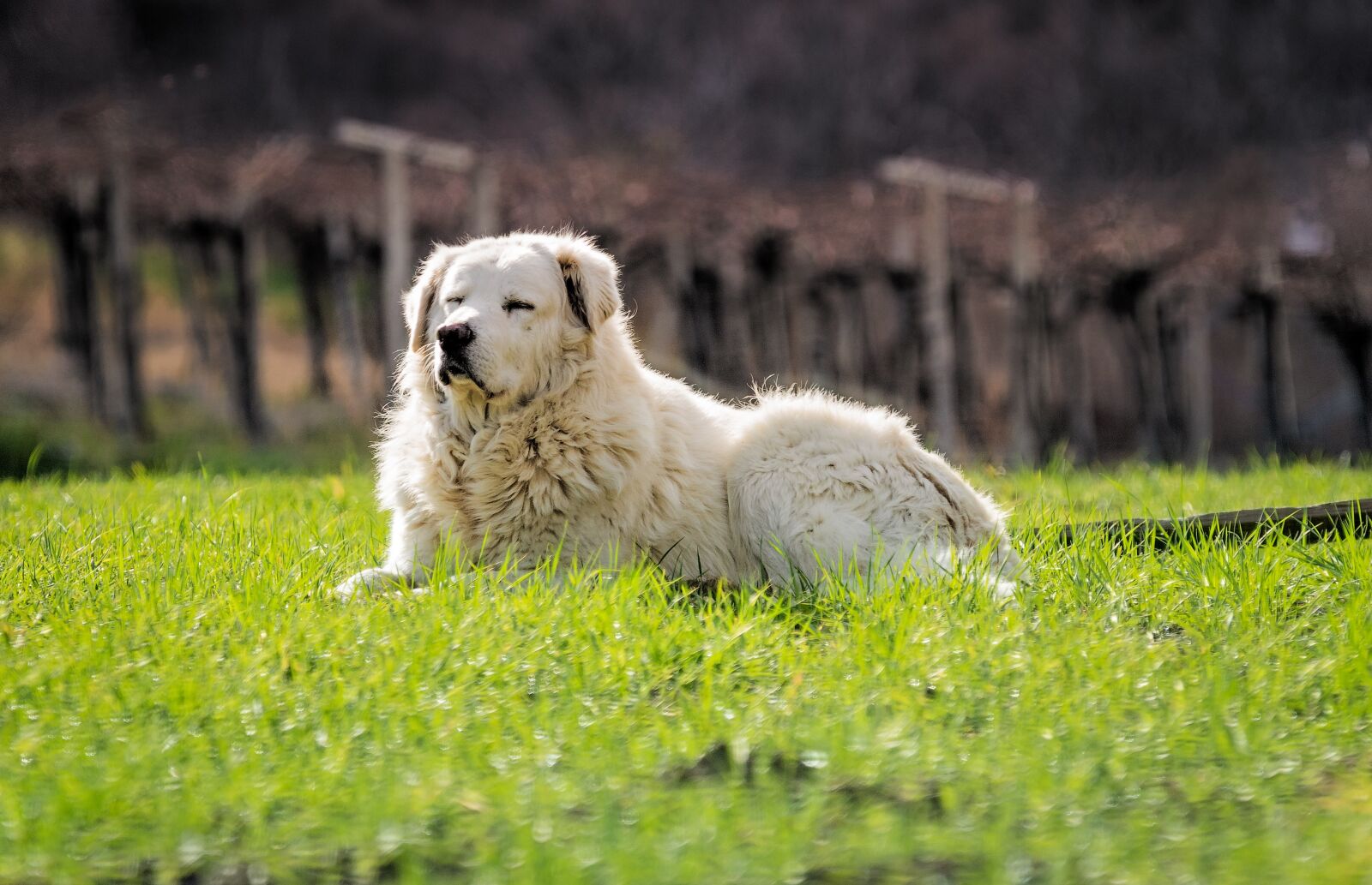 Tamron 70-210mm F4 Di VC USD sample photo. Dog, abruzzese shepherd, maremma photography