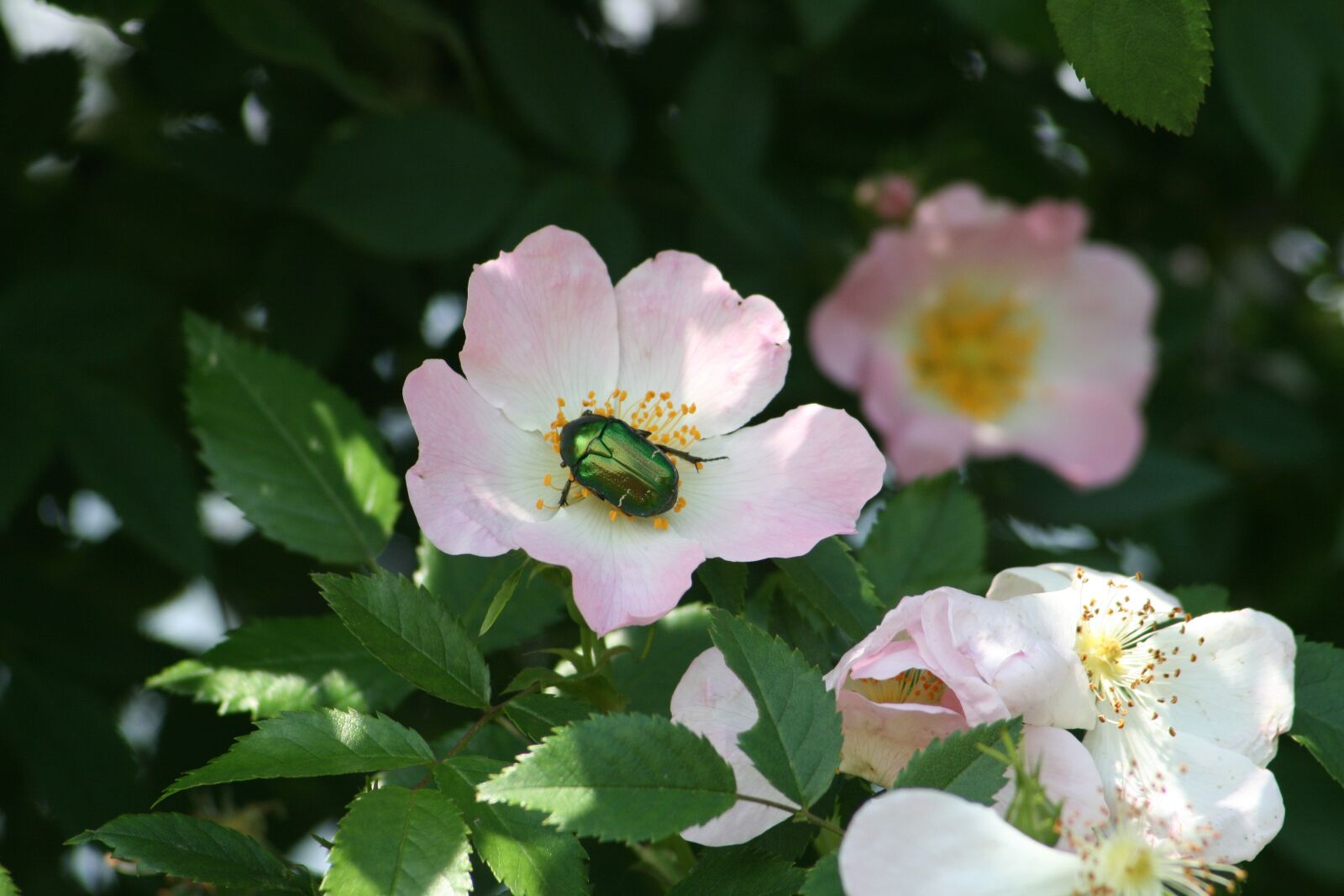 Canon EOS 400D (EOS Digital Rebel XTi / EOS Kiss Digital X) sample photo. Insect, beetle, aurata photography