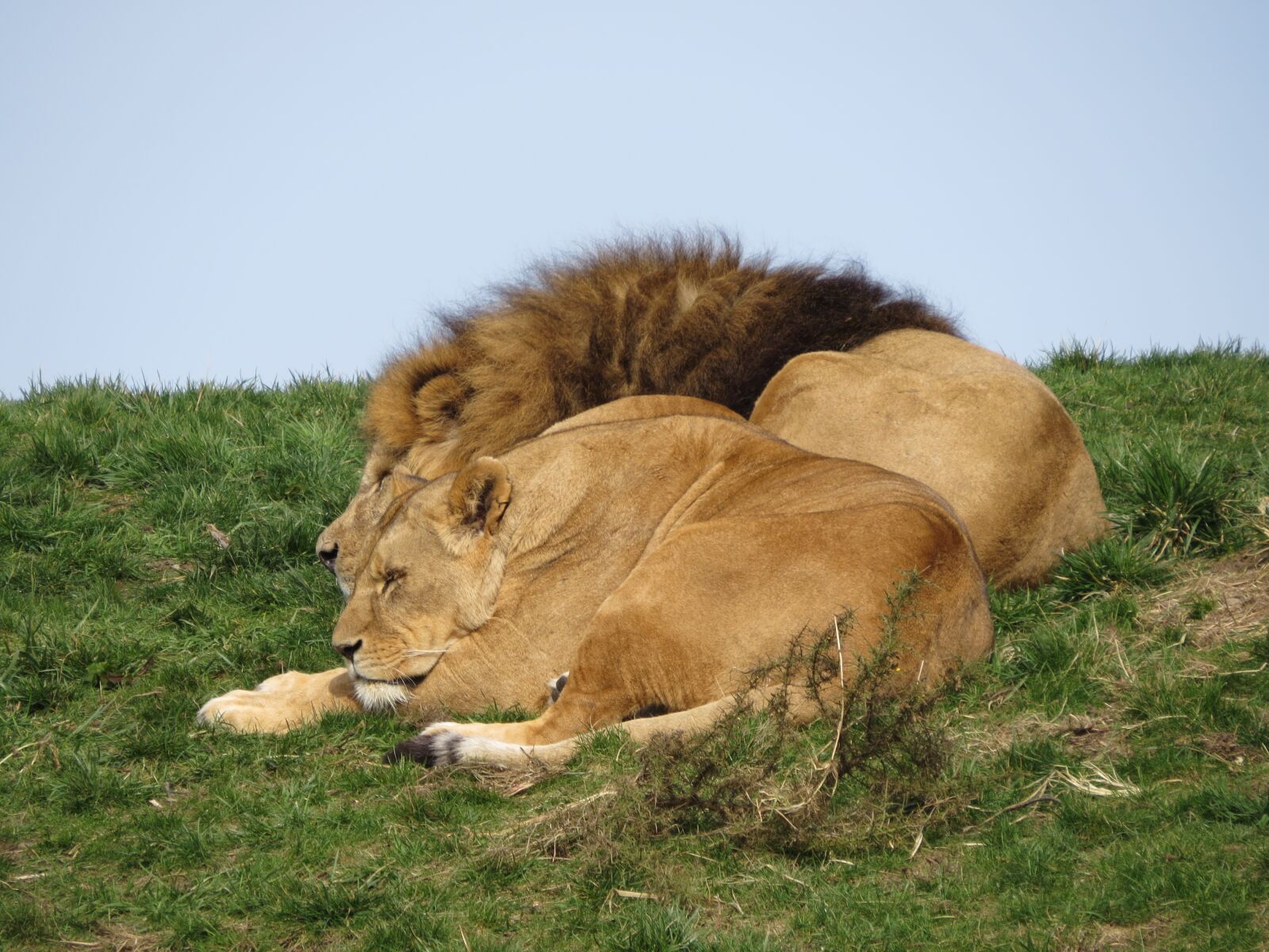 Canon PowerShot SX50 HS sample photo. Animals, lions, lion photography