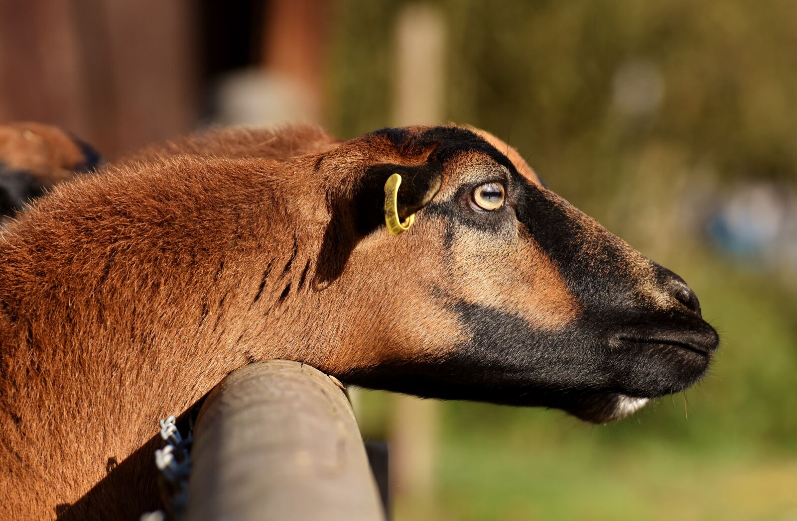 Nikon D7200 sample photo. Sheep, animal, nature photography