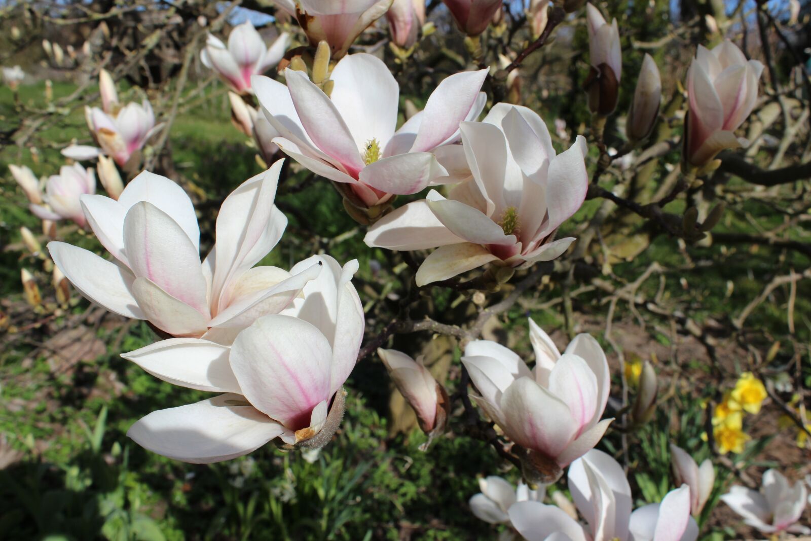 Canon EOS 600D (Rebel EOS T3i / EOS Kiss X5) sample photo. Magnolia, flowers, spring photography