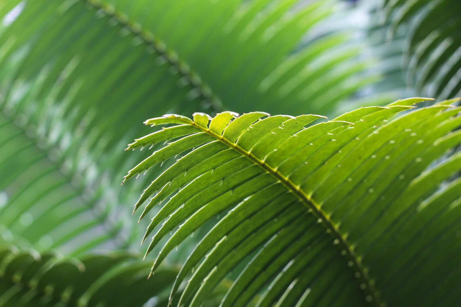 Canon EOS 7D + Canon EF 50mm F1.8 STM sample photo. Frond, green, leaves photography