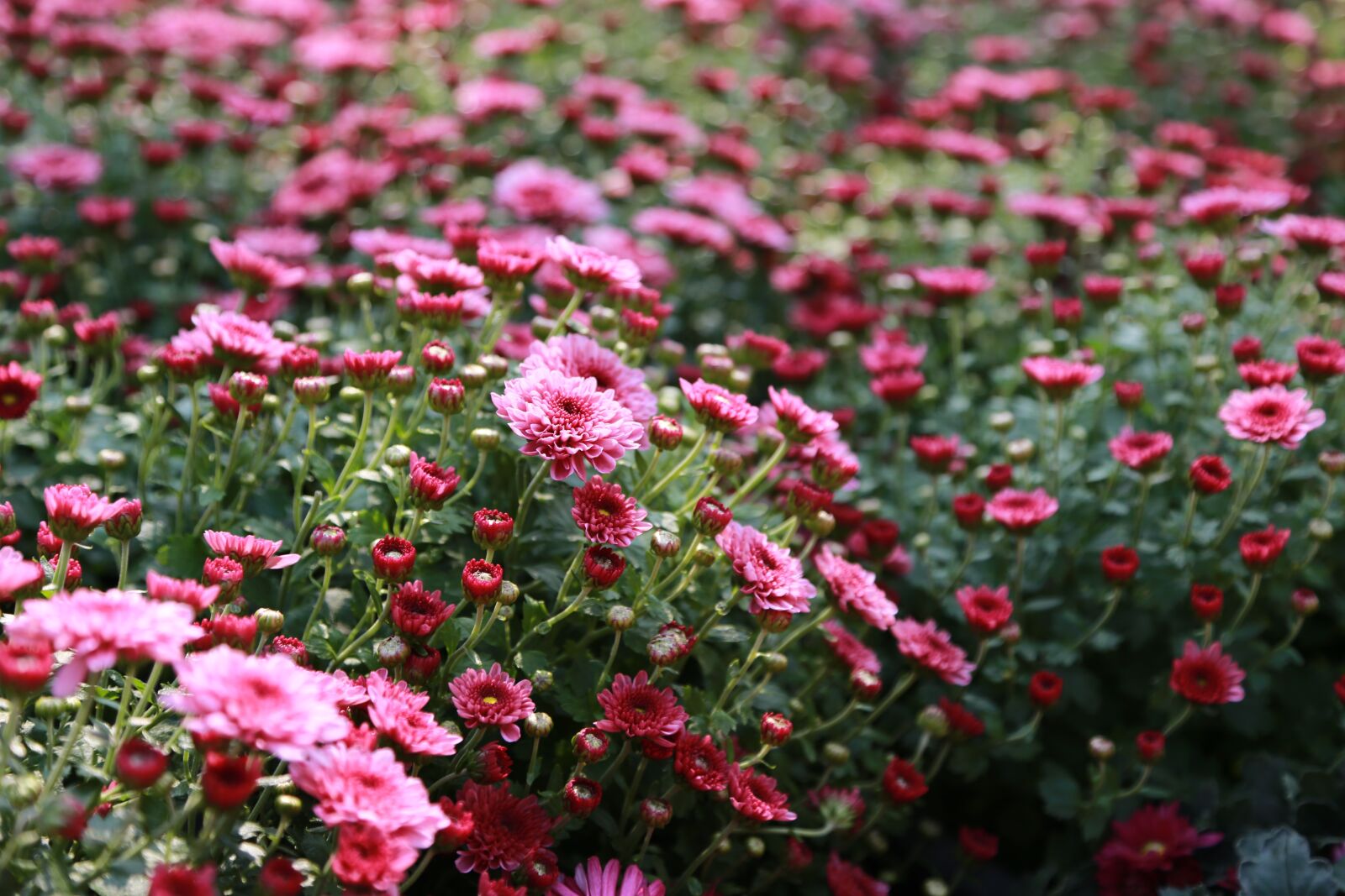 Canon EOS 6D + Canon EF 24-105mm F4L IS USM sample photo. Flowers, nature, plants photography