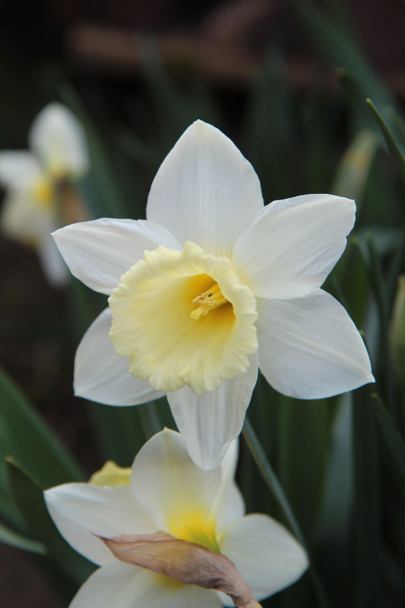 Canon EOS 600D (Rebel EOS T3i / EOS Kiss X5) sample photo. Narcissus, spring, flowering photography
