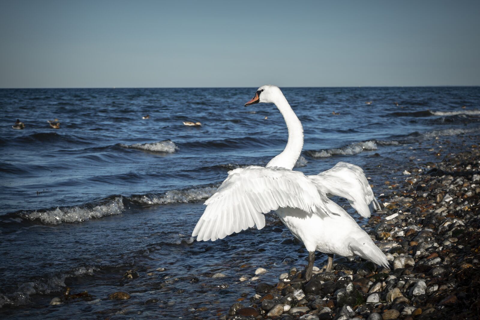 Sony a7 II + Sony FE 28-70mm F3.5-5.6 OSS sample photo. Swan, bird, plumage photography
