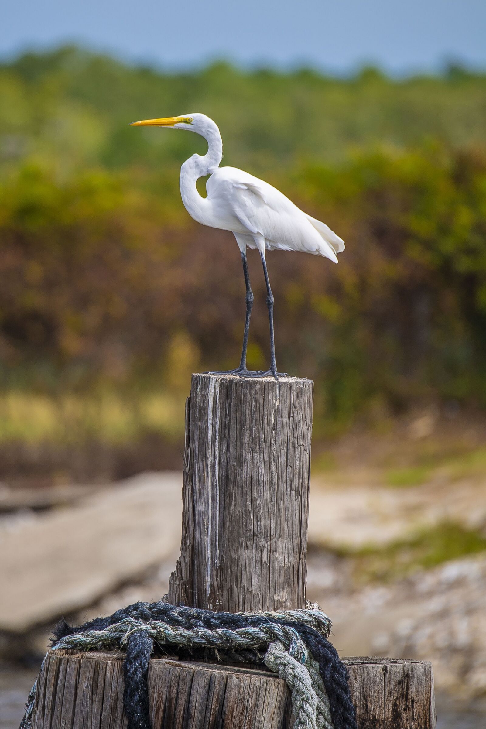 Nikon D5 sample photo. Crane, bird, standing photography