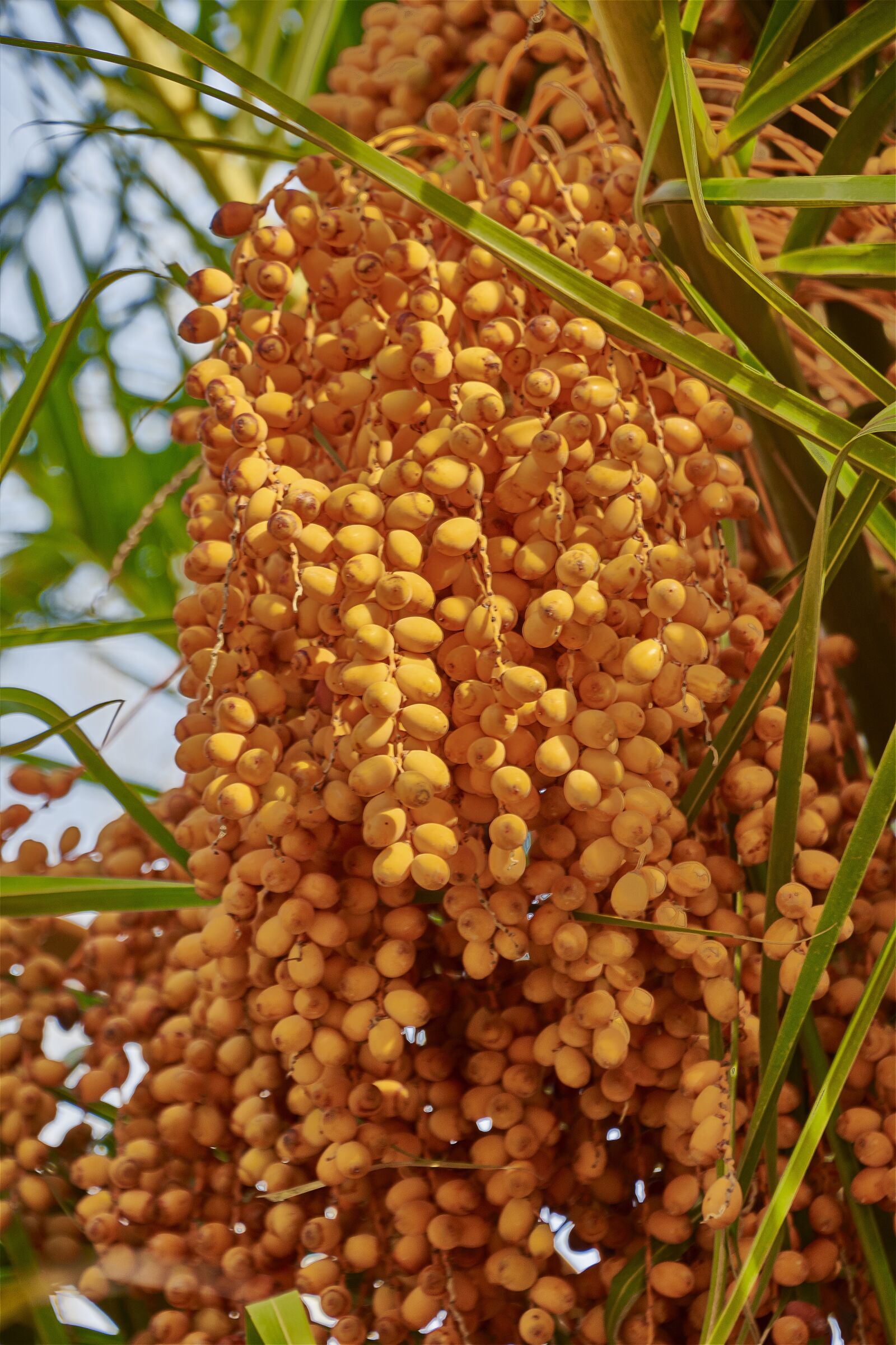 Nikon D7200 sample photo. Palm tree, dates, landscape photography