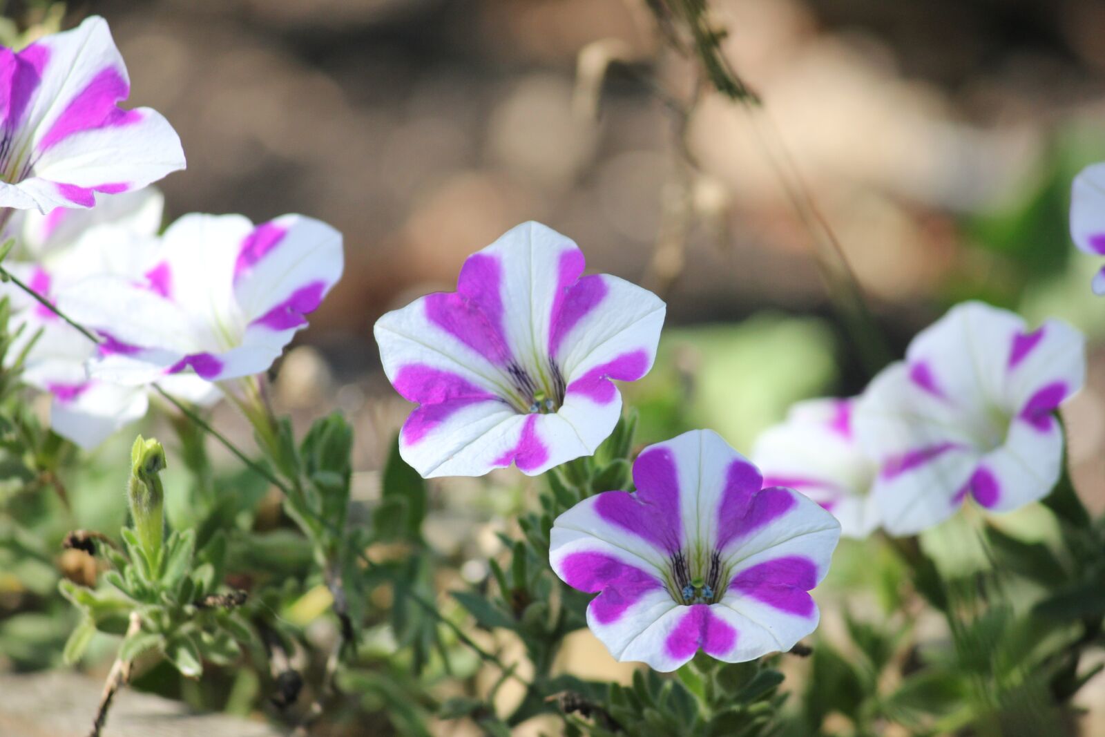 Canon EOS 550D (EOS Rebel T2i / EOS Kiss X4) sample photo. Flower, plant, nature photography