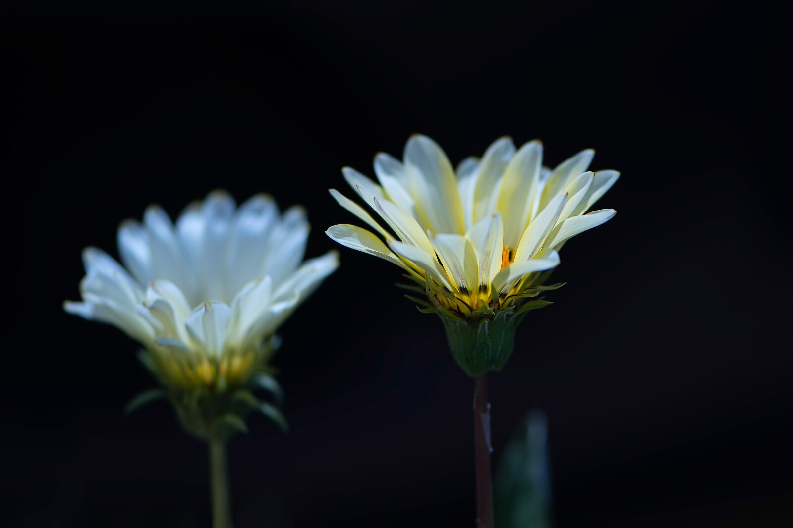 Nikon D5600 sample photo. Flowers, duo, spring photography