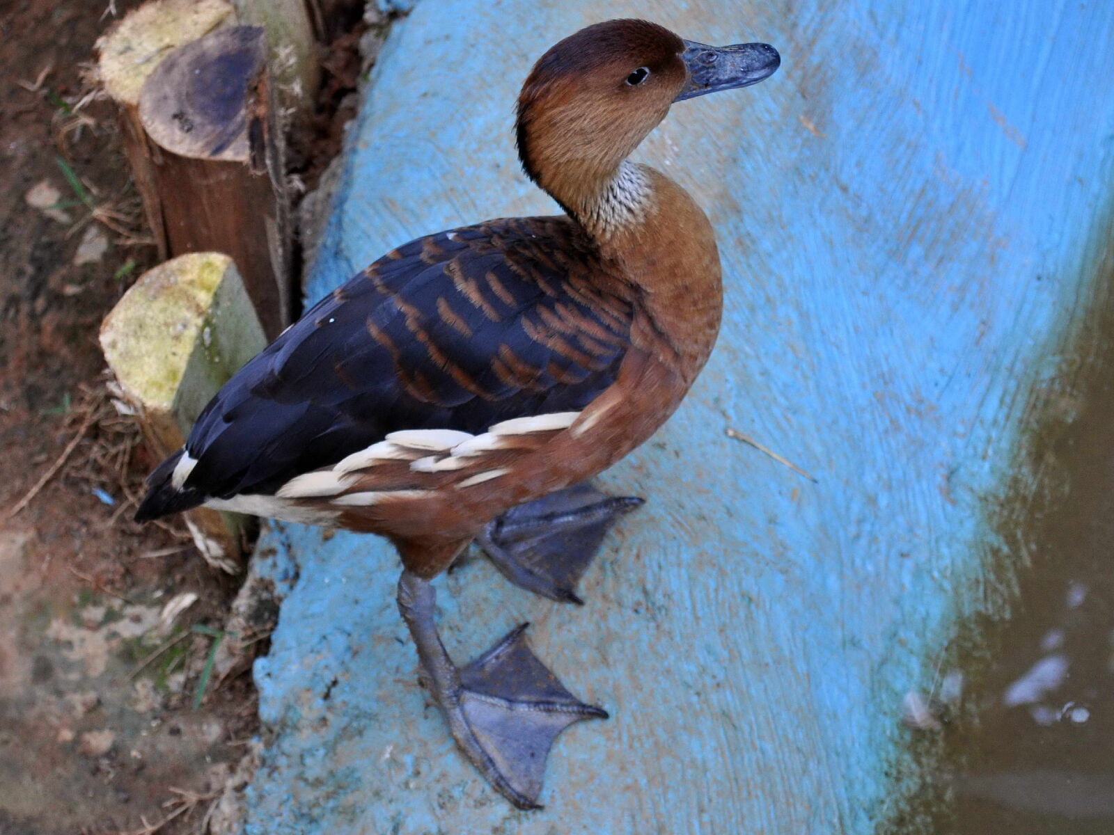 Nikon D5000 sample photo. Young, duck, zoo photography