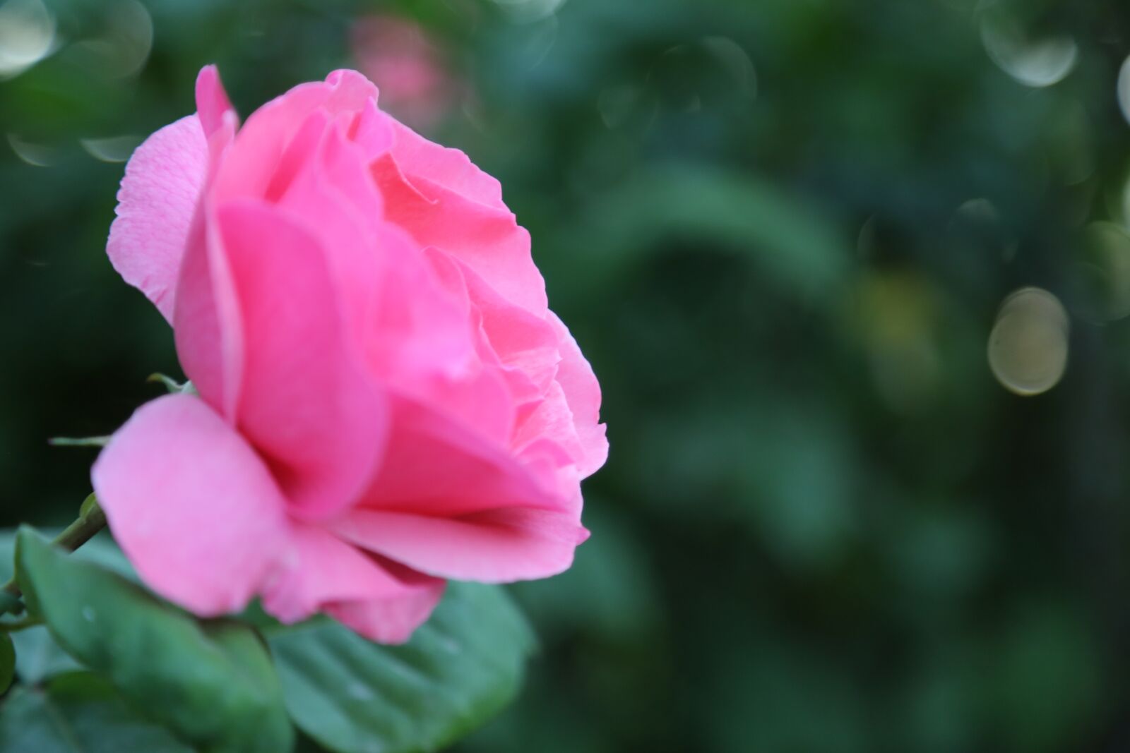 Canon EF 24-105mm F4L IS USM sample photo. Rose, pink roses, flower photography
