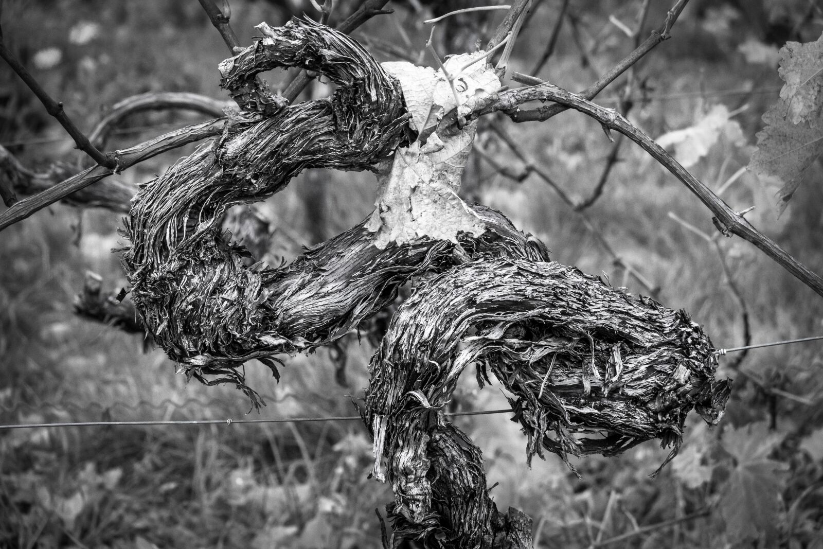 Canon PowerShot G3 X sample photo. Vine, rebstock, winegrowing photography