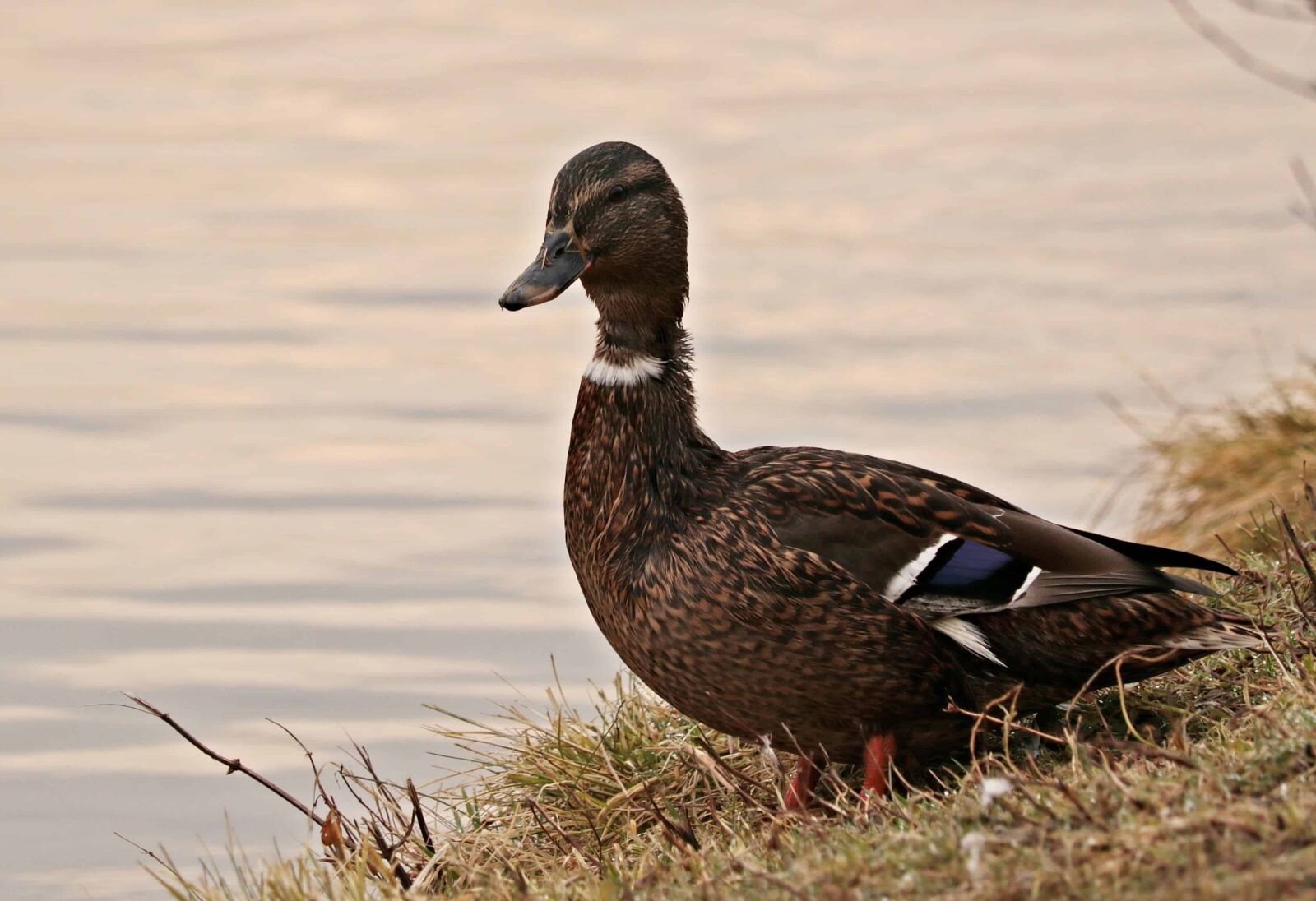Canon EOS 80D sample photo. Bird, poultry, wild duck photography