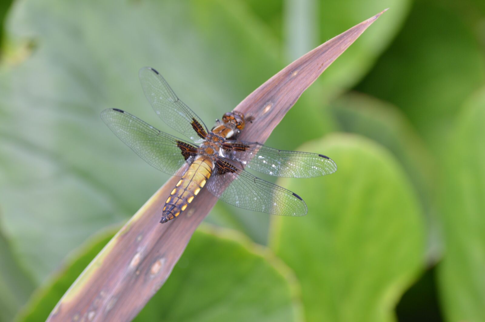 Nikon D3200 sample photo. Insect, dragonfly, animal photography