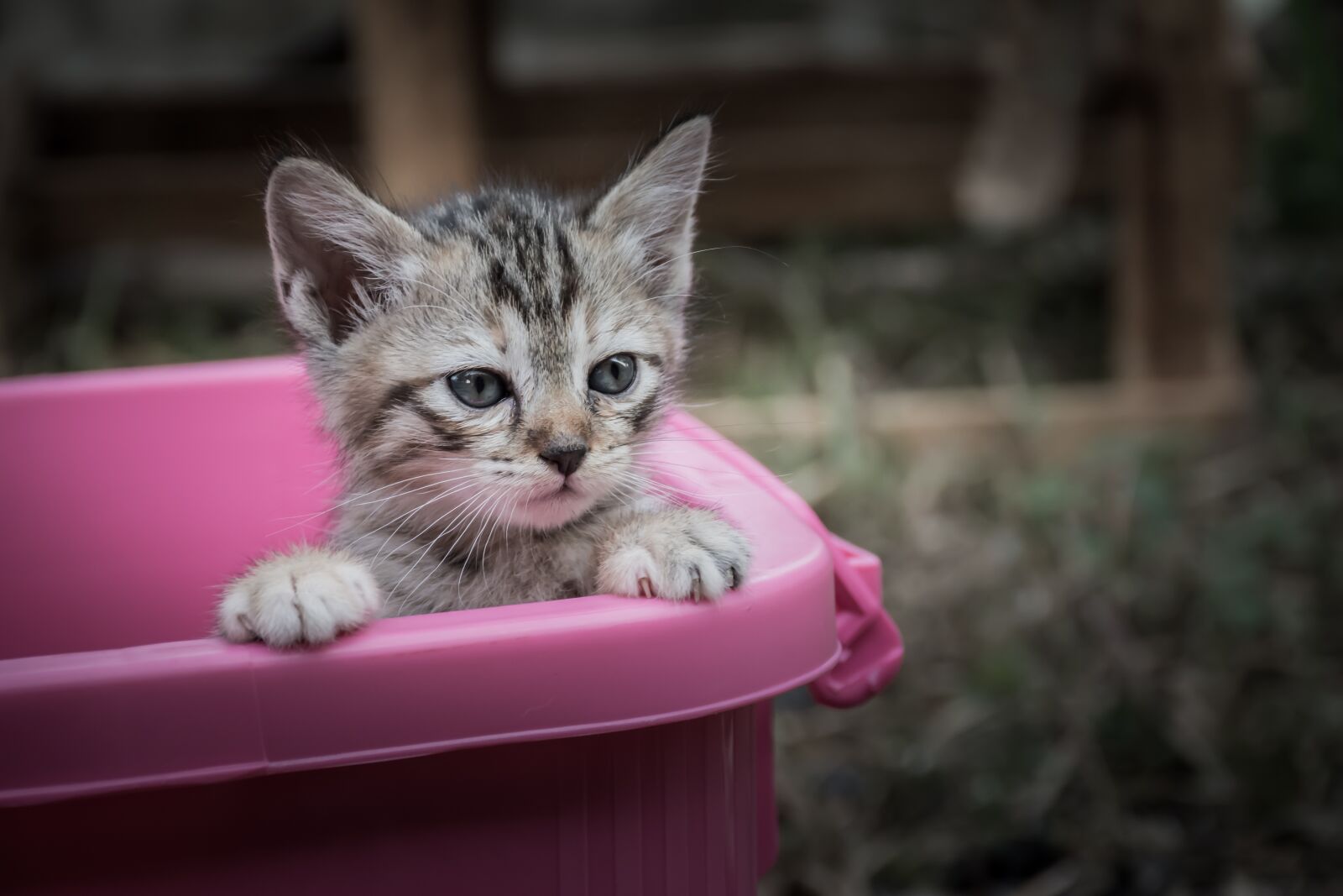 Nikon D7200 sample photo. Kittycat, kitten, cat photography