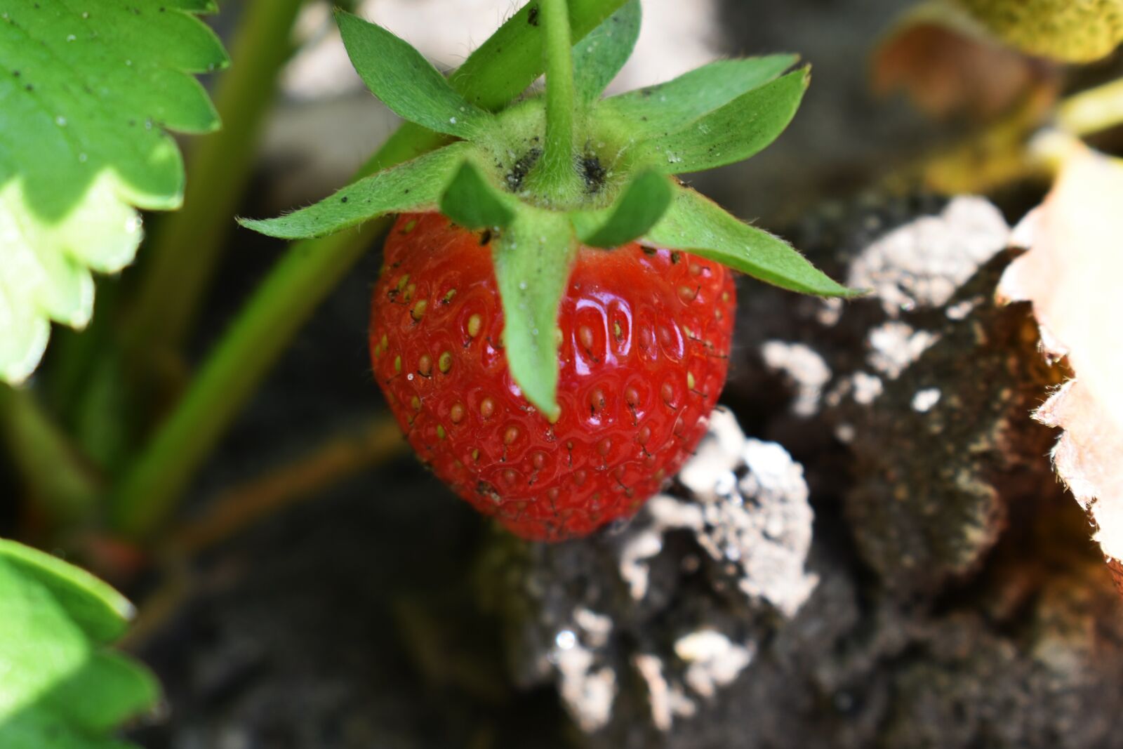 Nikon D3400 sample photo. Strawberry, garden, red strawberries photography