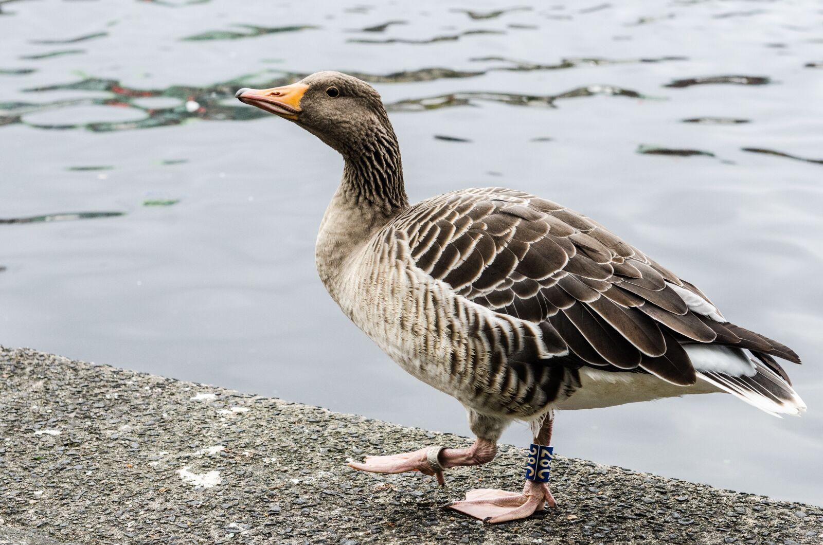 Nikon D7000 sample photo. Goose, city, water photography