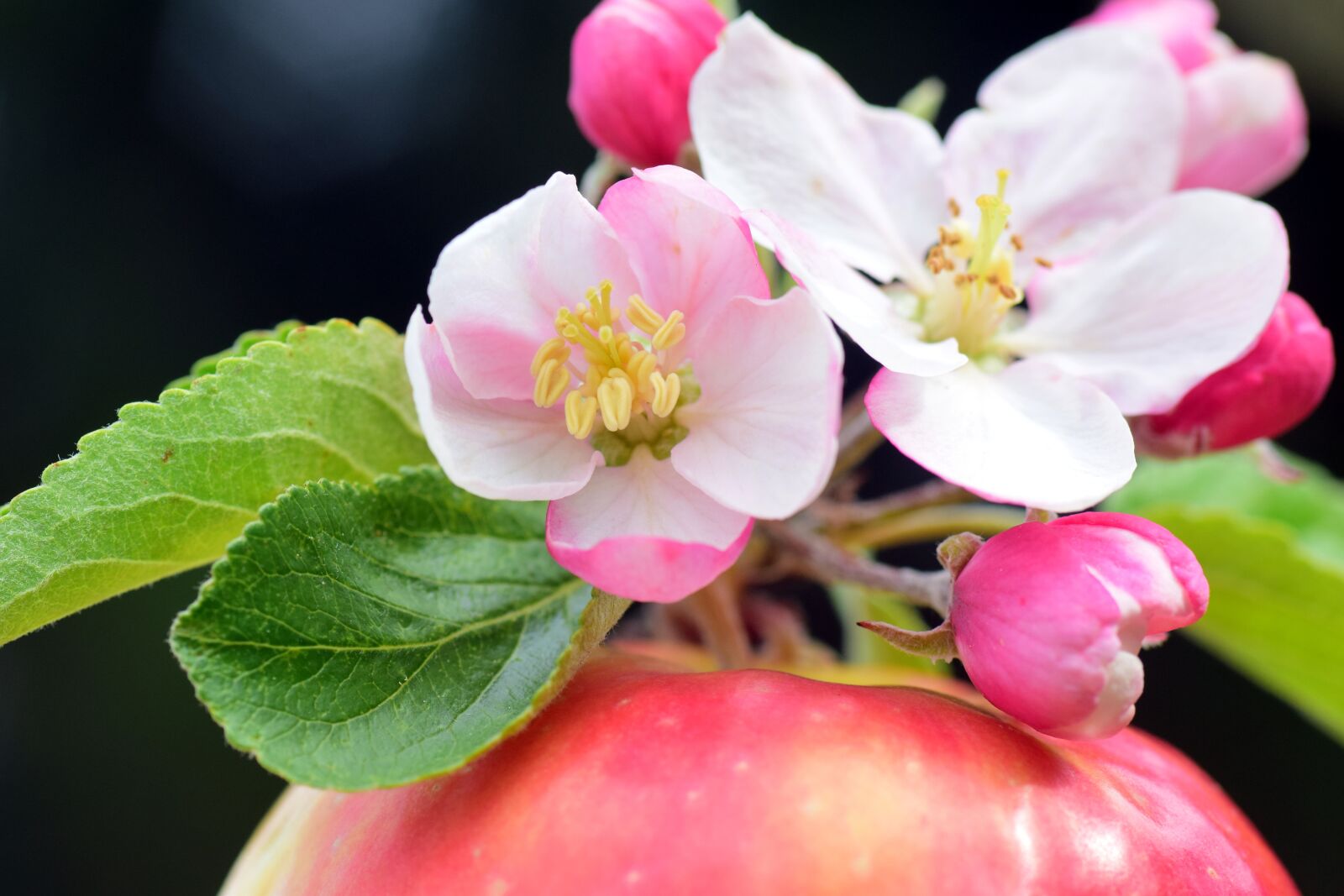 Nikon D3300 sample photo. Apple, apple blossoms, spring photography