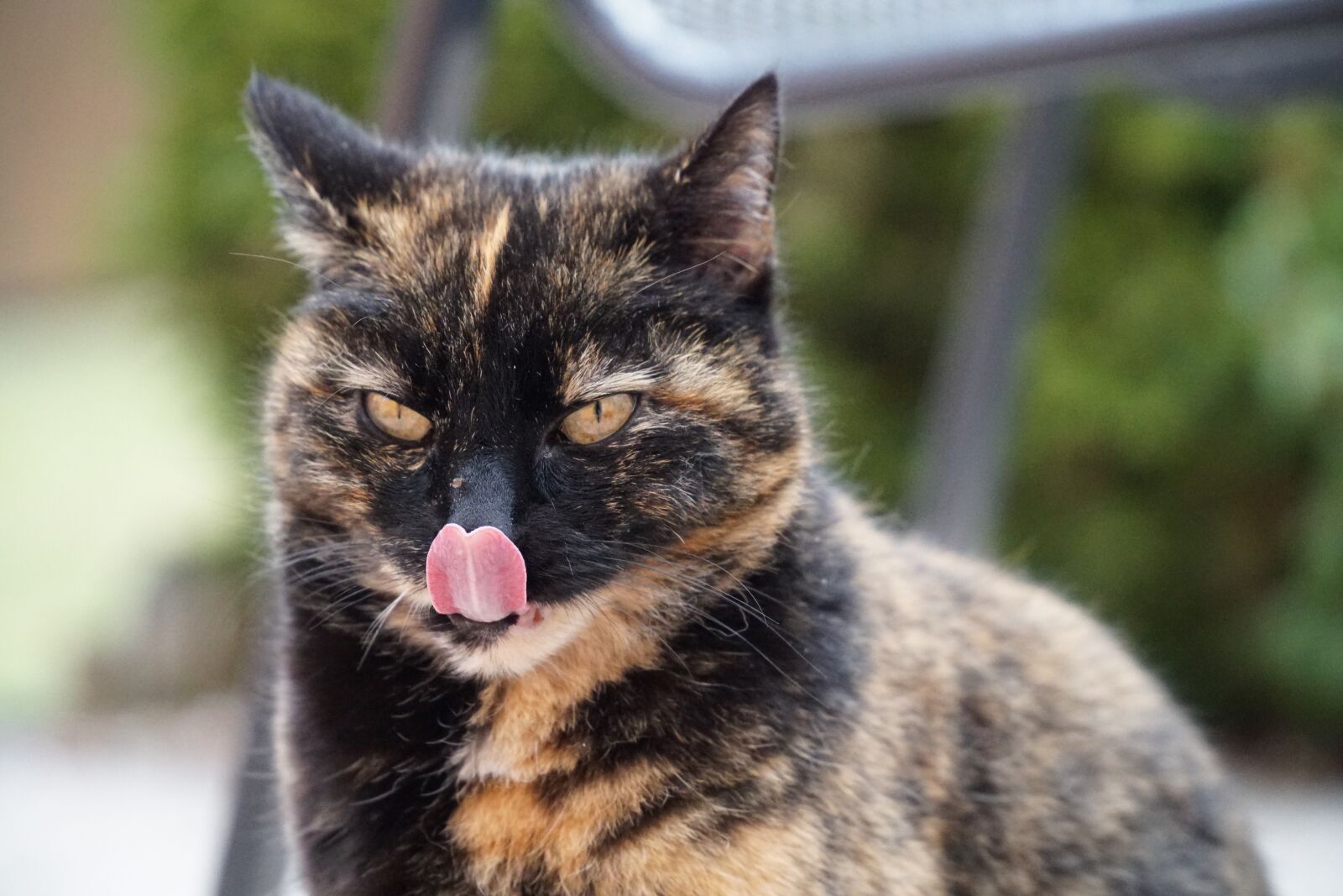 Sony a6300 + Sony E PZ 18-105mm F4 G OSS sample photo. Cat, hunger, tongue photography