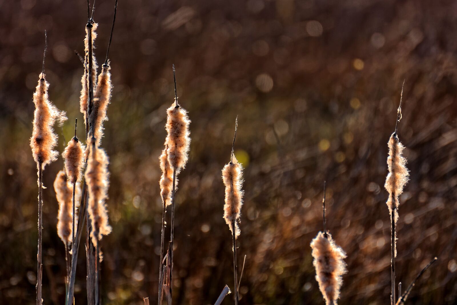 Canon EOS 40D sample photo. Moor, peat bog, moor photography