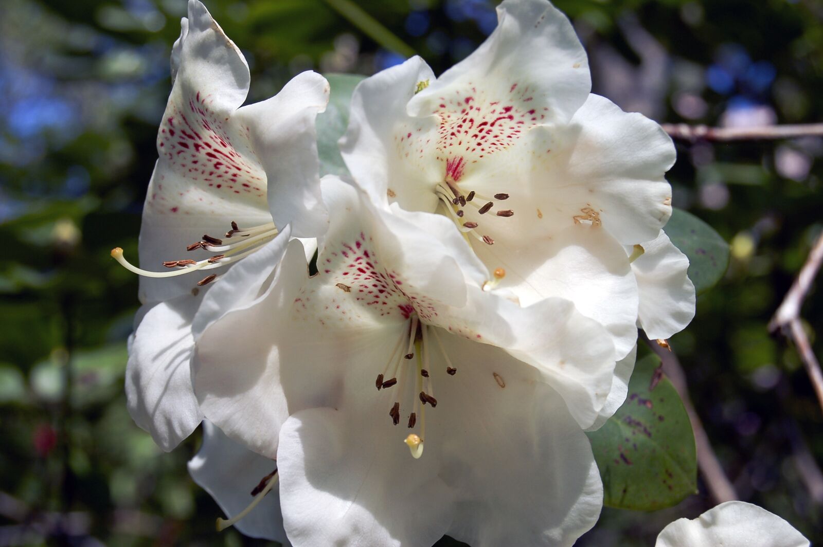 Nikon D50 sample photo. Flower, white, white flower photography