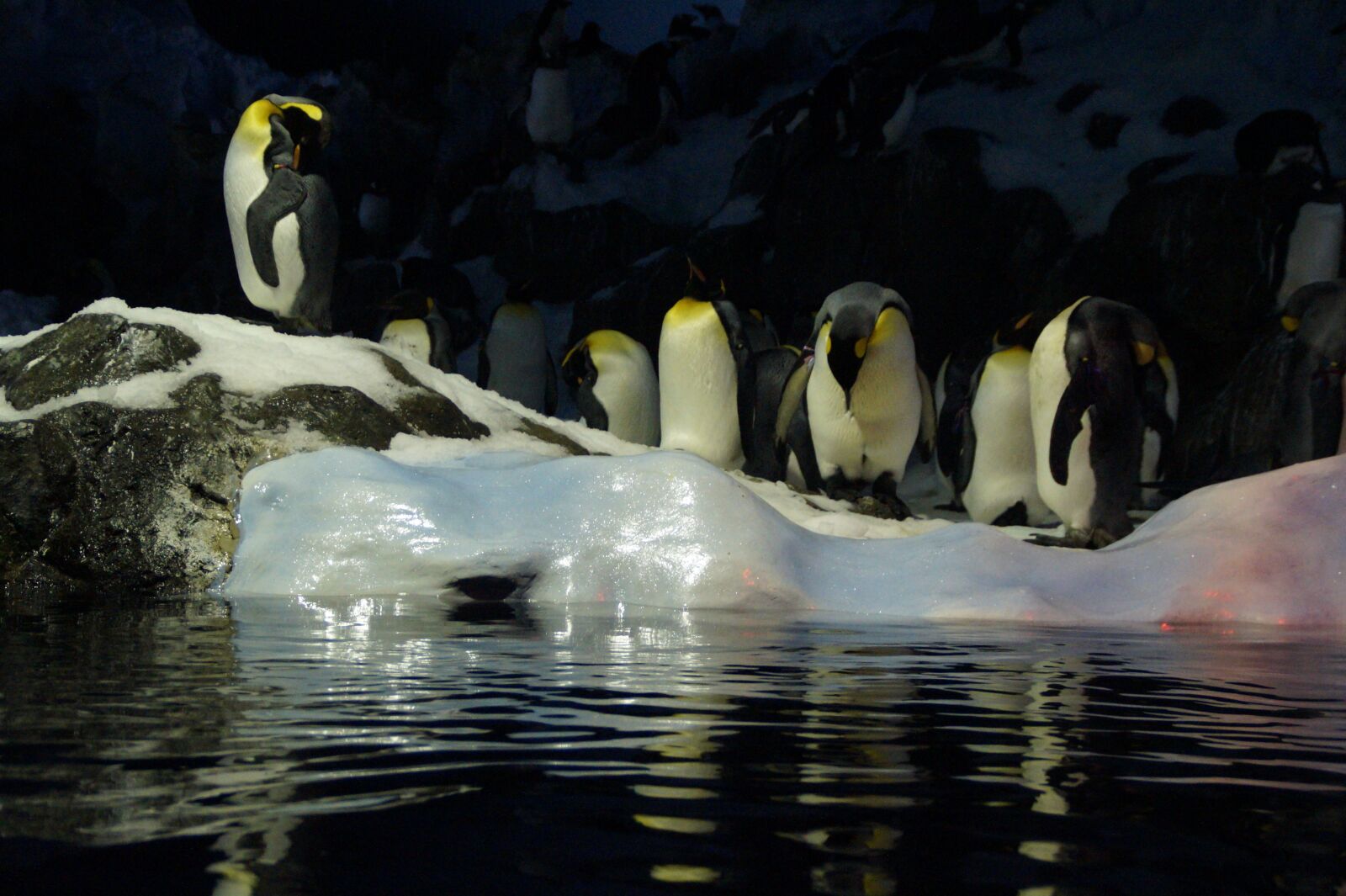 Sony SLT-A58 sample photo. Penguins, ice floe, zoo photography