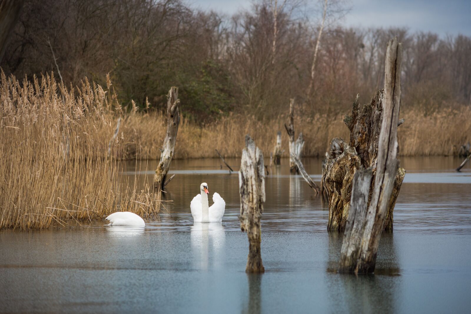 Nikon D7200 sample photo. Waters, swan, nature photography