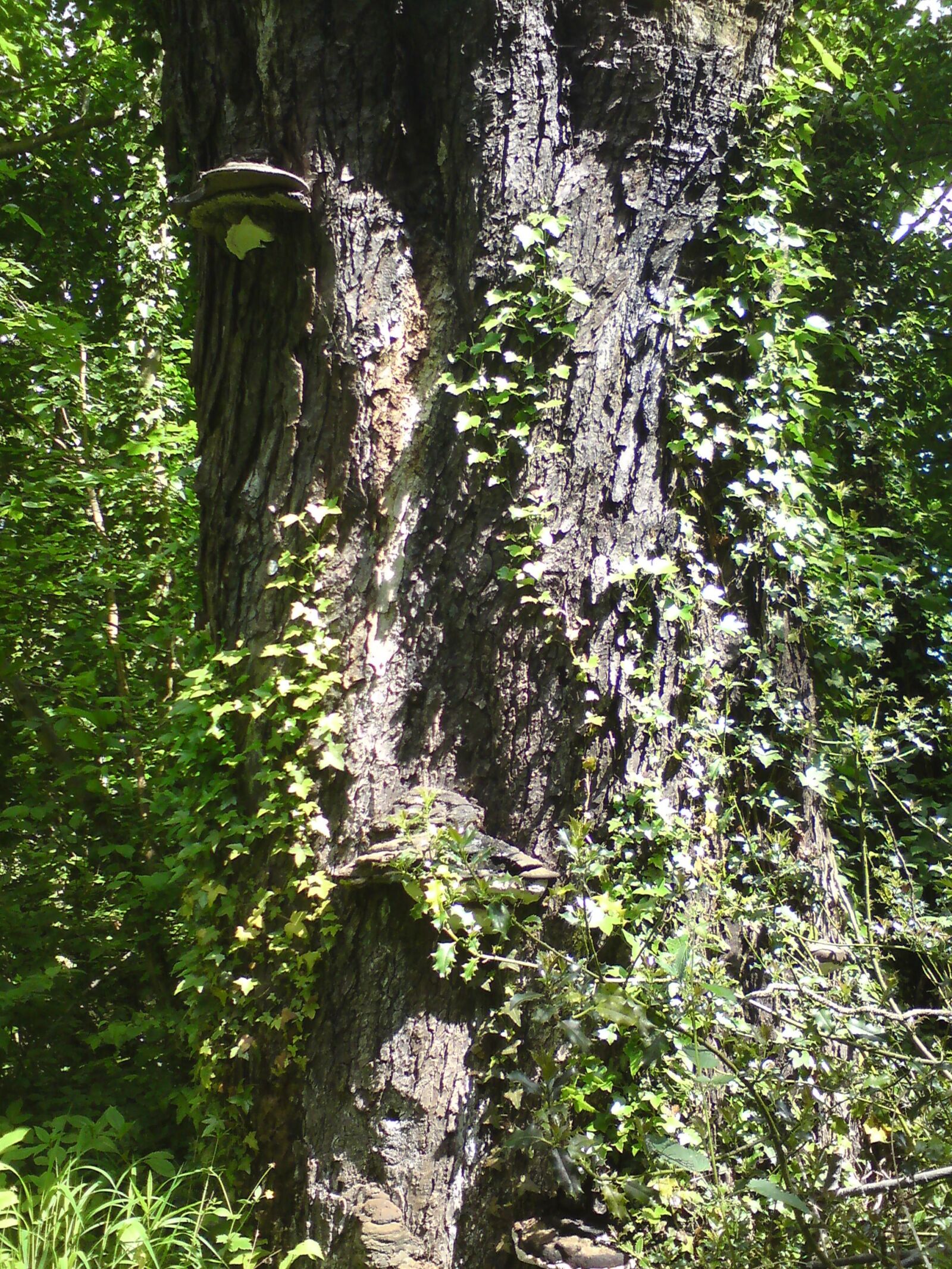 Sony Ericsson C903 sample photo. Bark, ivy, tree photography