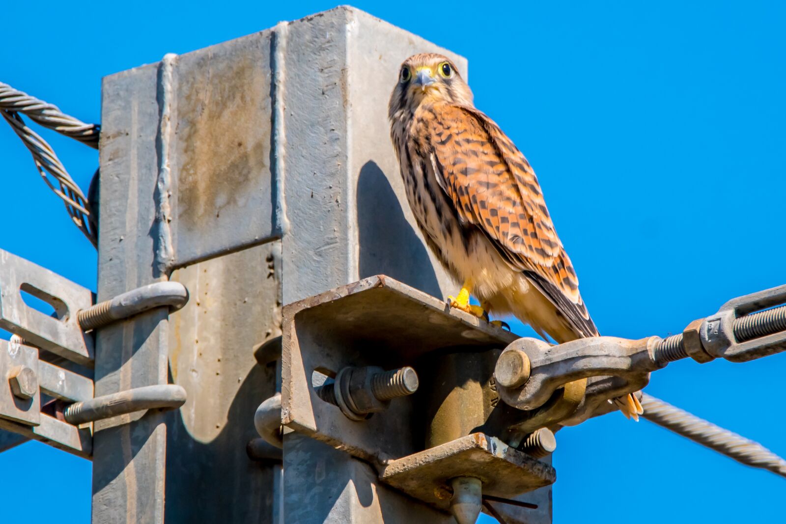 Nikon D7500 sample photo. Bird of prey, falcon photography