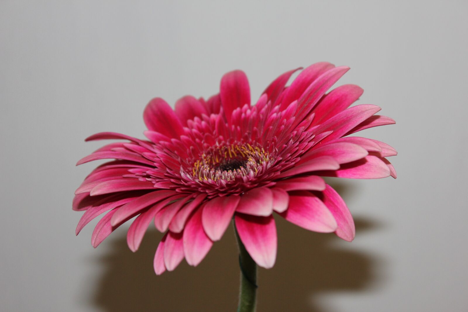 Canon EOS 550D (EOS Rebel T2i / EOS Kiss X4) sample photo. Chrysanthemum, pink, flower photography