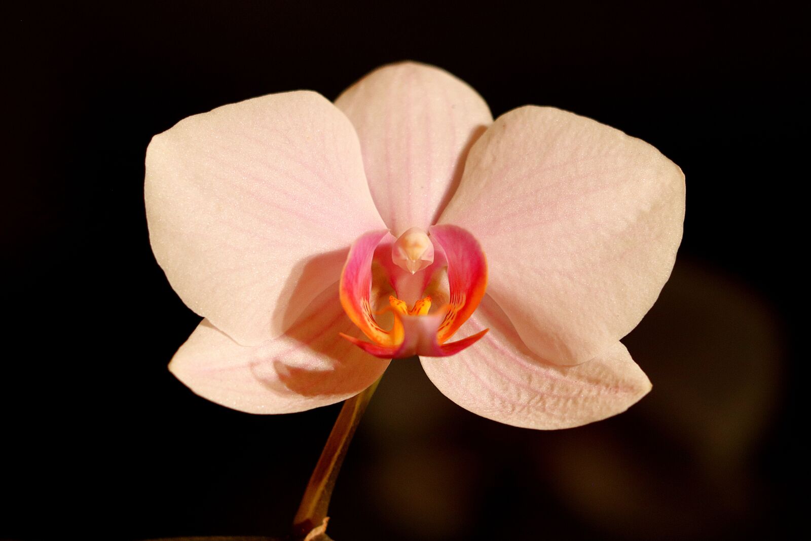 Canon EOS 77D (EOS 9000D / EOS 770D) sample photo. Orchid, flower, blossom photography