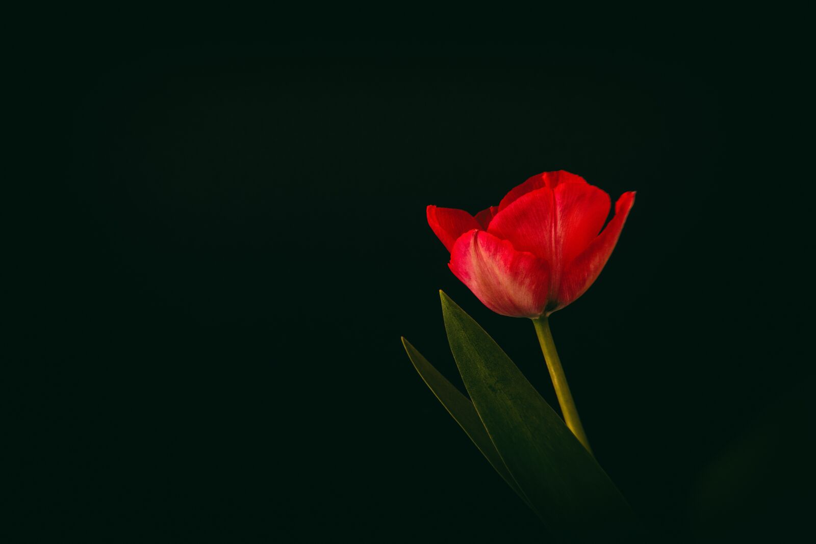 Nikon D5500 sample photo. Tulip, flower spring, spring photography