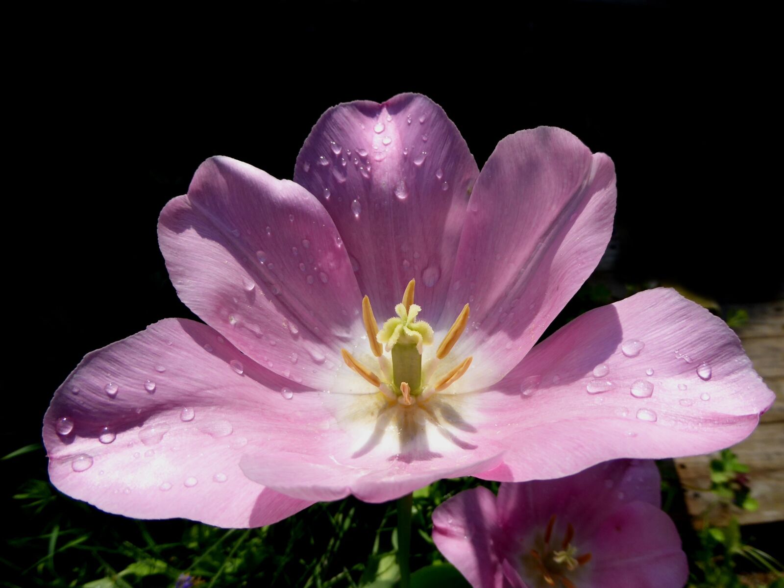 Panasonic DMC-TZ61 sample photo. Tulip, blossom, bloom photography