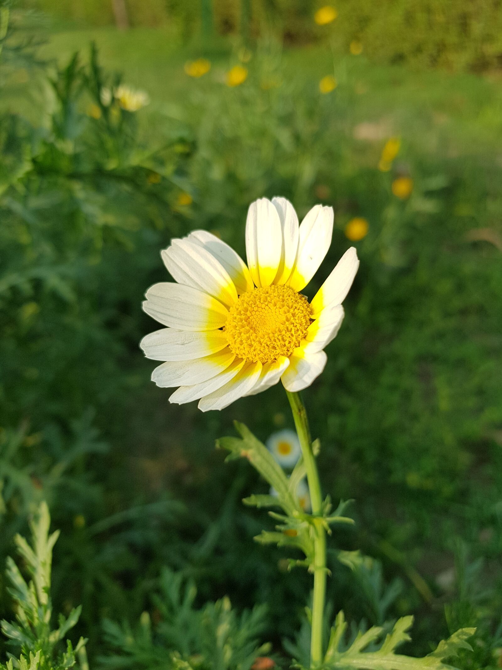 Samsung Galaxy S8+ sample photo. Flowers, agriculture, leafs photography