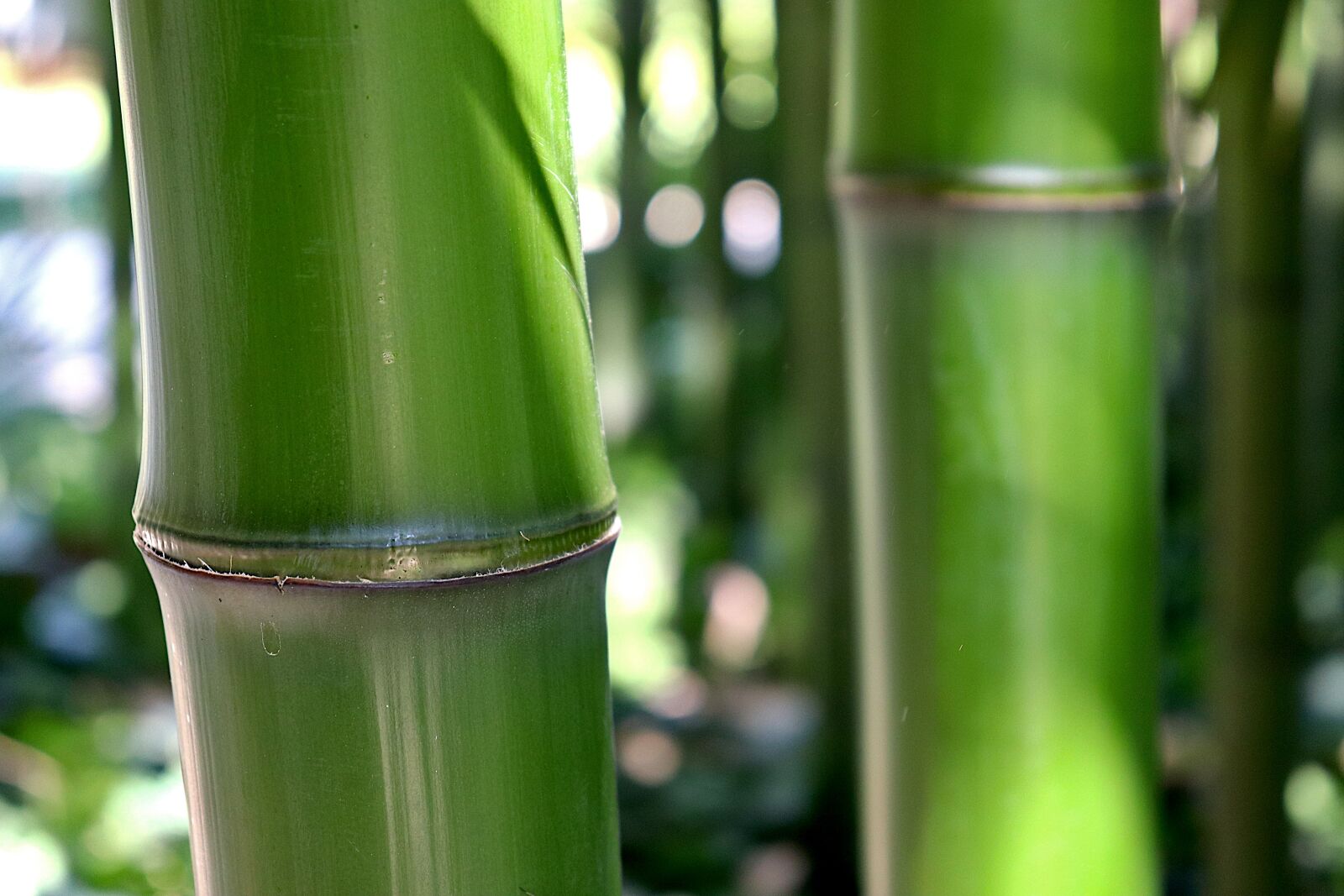 Canon EOS 800D (EOS Rebel T7i / EOS Kiss X9i) sample photo. Bamboo, green, bambouseraie d photography