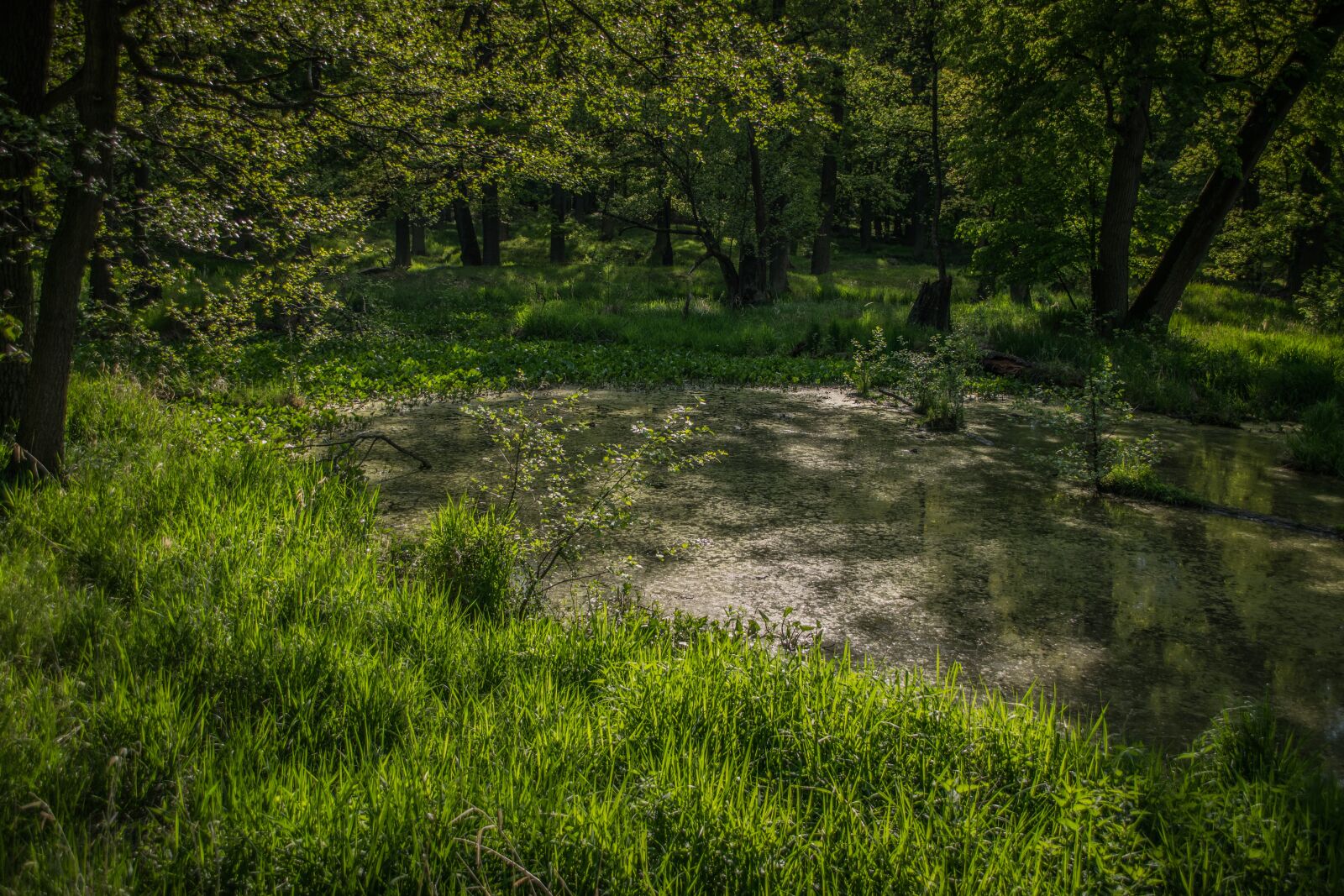 Nikon D5300 sample photo. Pond, green, water photography