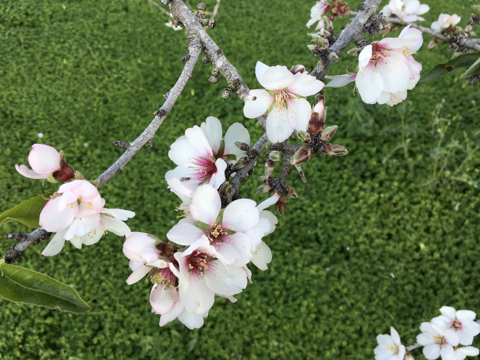 Apple iPad Pro sample photo. Almond, flower, floral photography