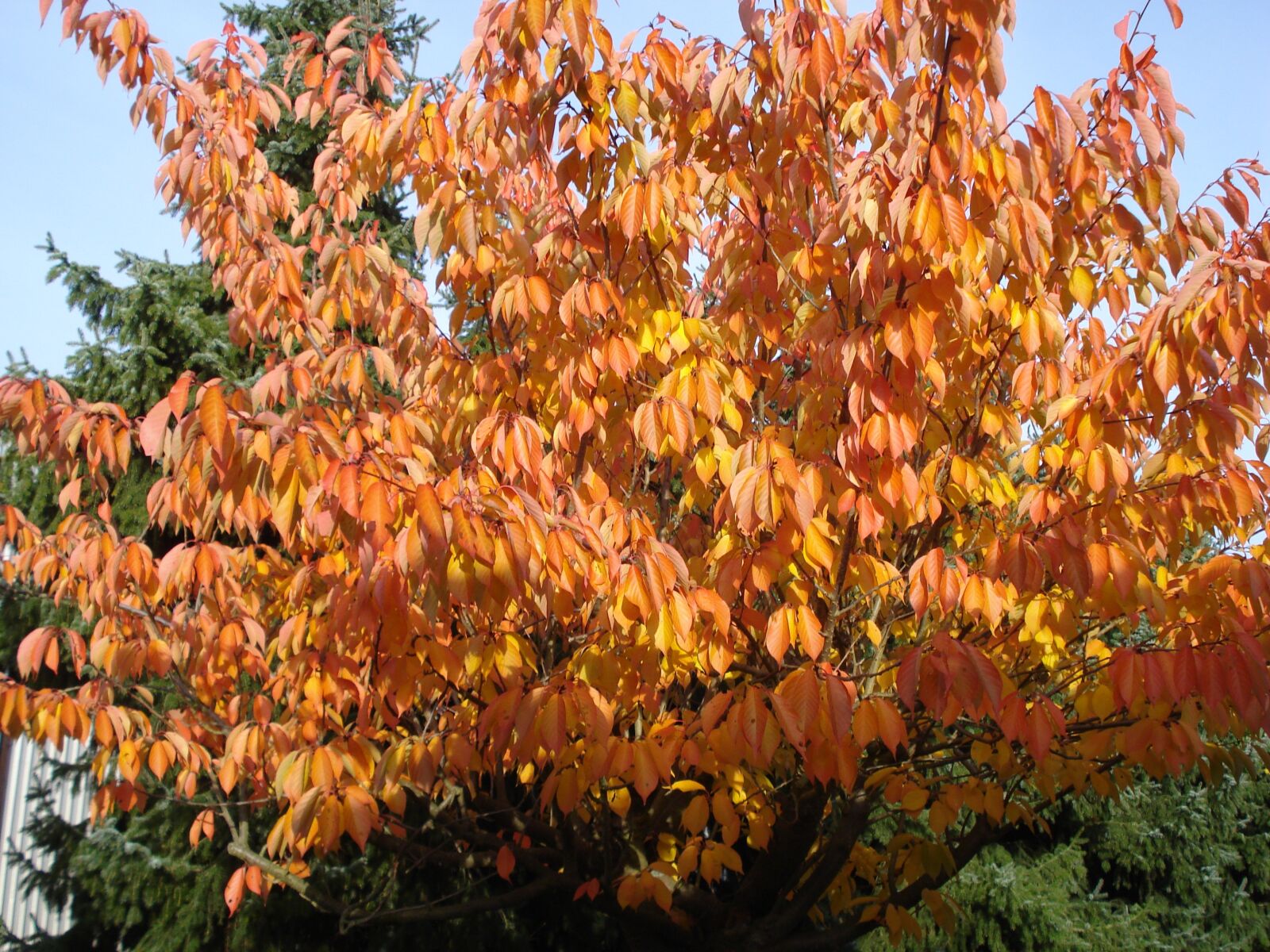 Sony DSC-W55 sample photo. Autumn, leaves, golden autumn photography